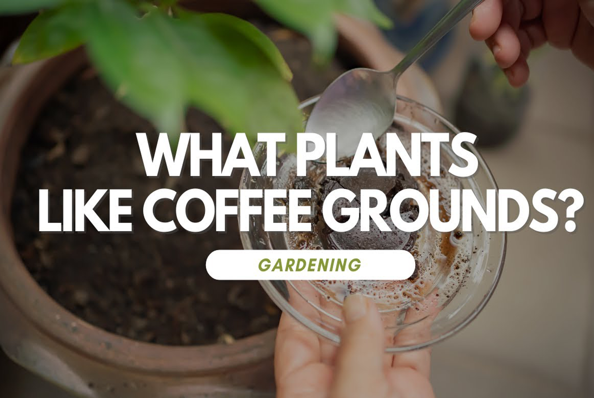 What Plants Like Coffee Grounds? featuring a hand holding soil and coffee grounds.